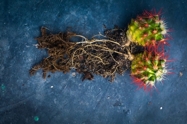 cactus parts