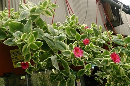 cat's tongue plant