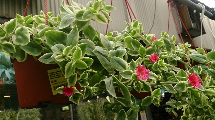 cat's tongue plant