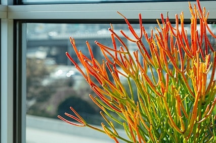 firestick plant toxic