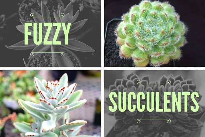 fuzzy leaf succulent