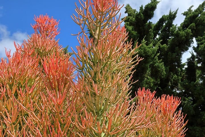 how to prune a firestick plant