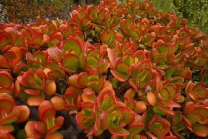 jade plant leaves turning red
