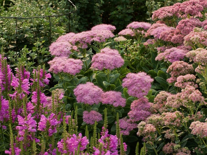 tall sedum varieties