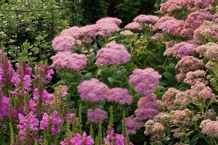 tall sedum varieties