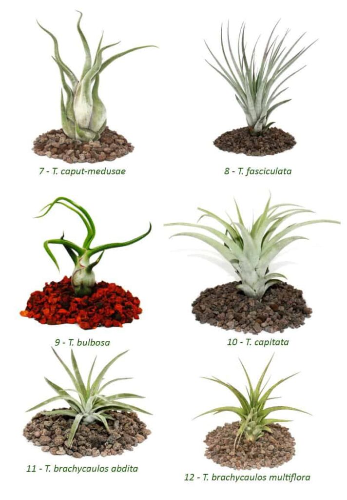 types of air plants