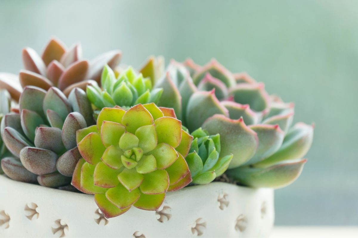 best drainage pots for succulents