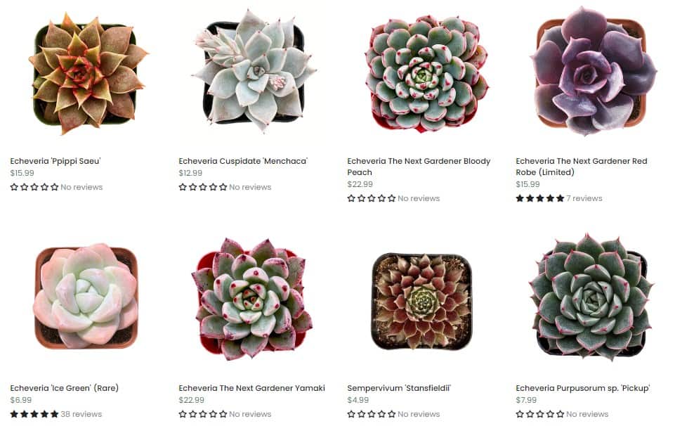 thenextgardener latest succulents for sale
