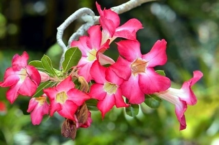 adenium arabicum care guide