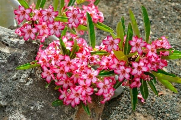 adenium arabicum care