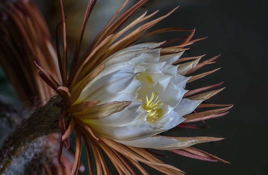 Selenicereus grandiflorus