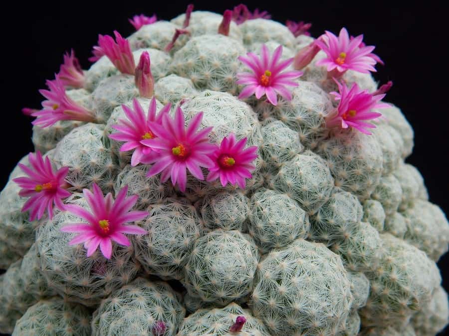 Mammillaria humboldtii