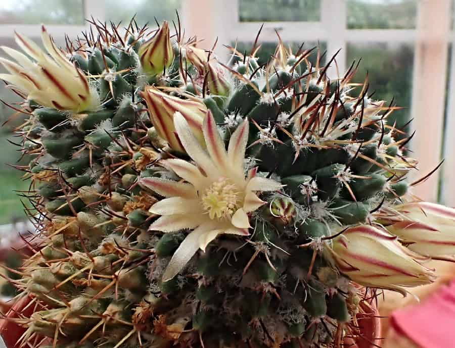 Mammillaria karwinskiana