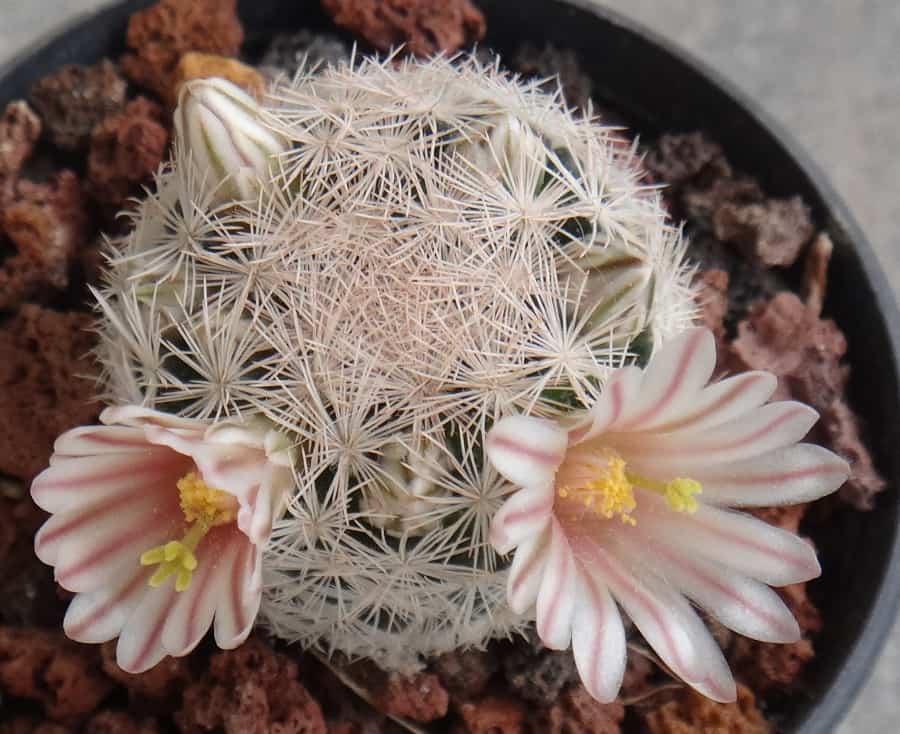 mammillaria lasiacantha