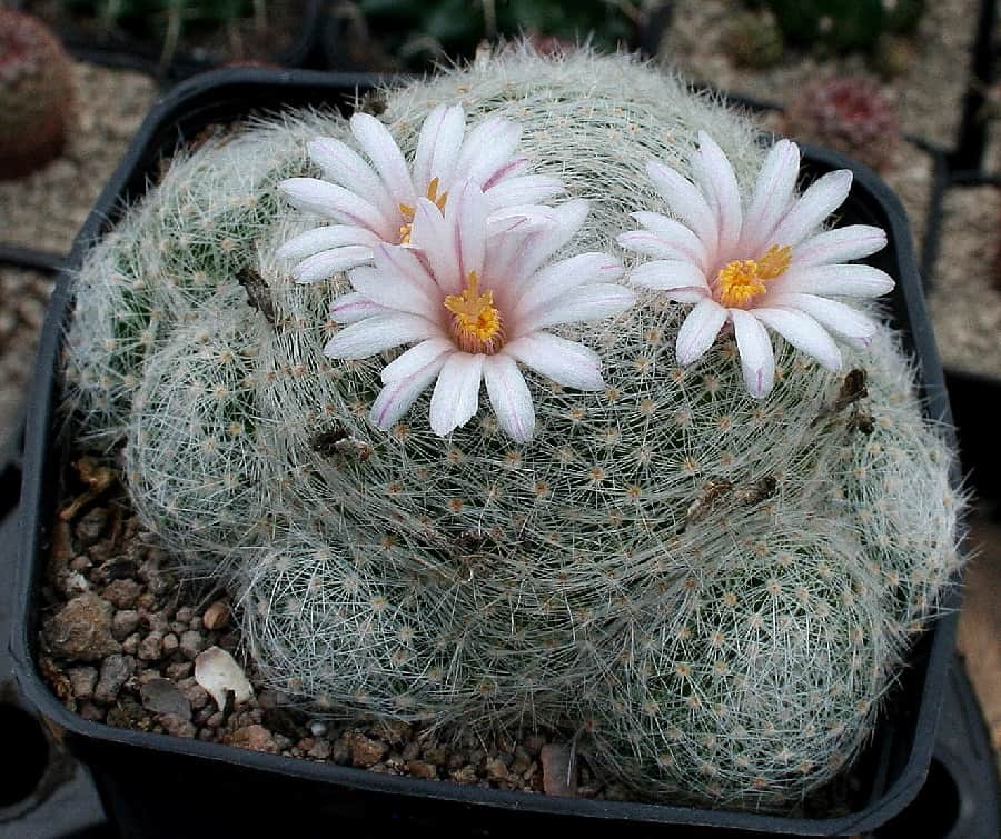 mammillaria lenta