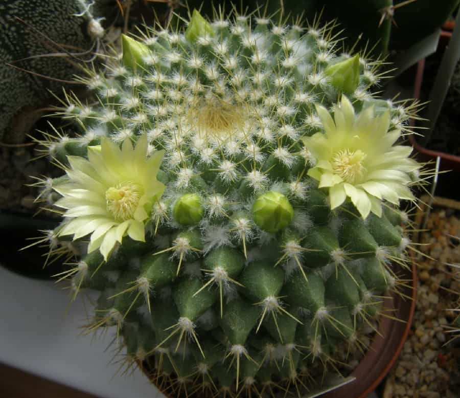 mammillaria marksiana