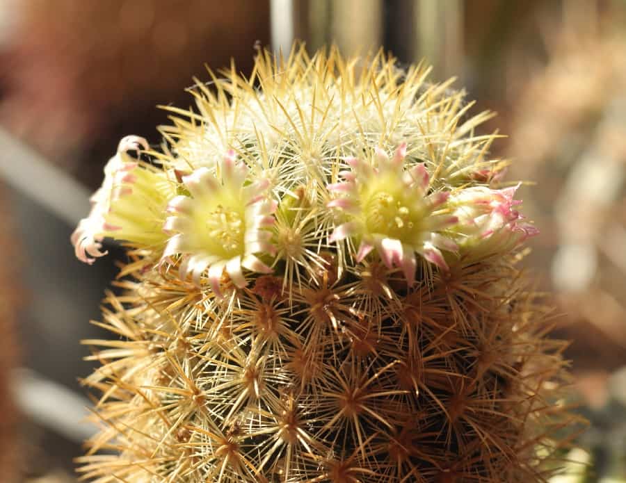 mammillaria microhelia