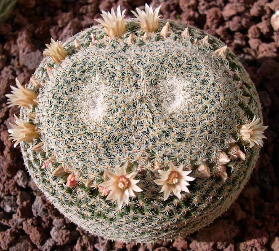 mammillaria microthele