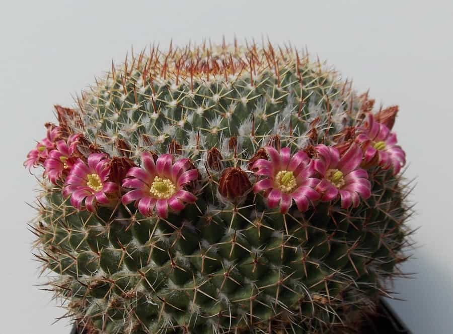 mammillaria mystax