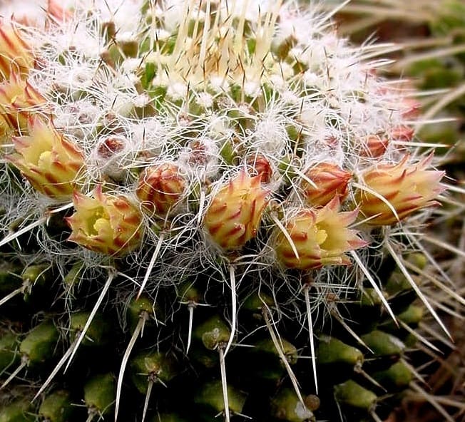 mammillaria nejapensis