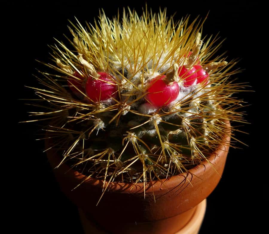 mammillaria nivosa