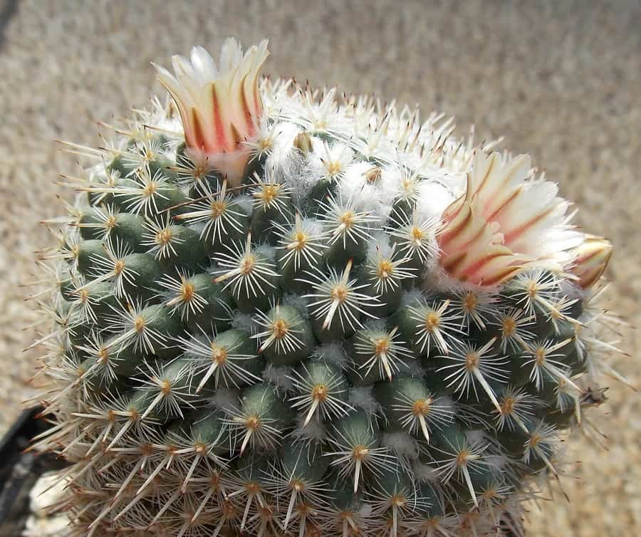 mammillaria parkinsonii