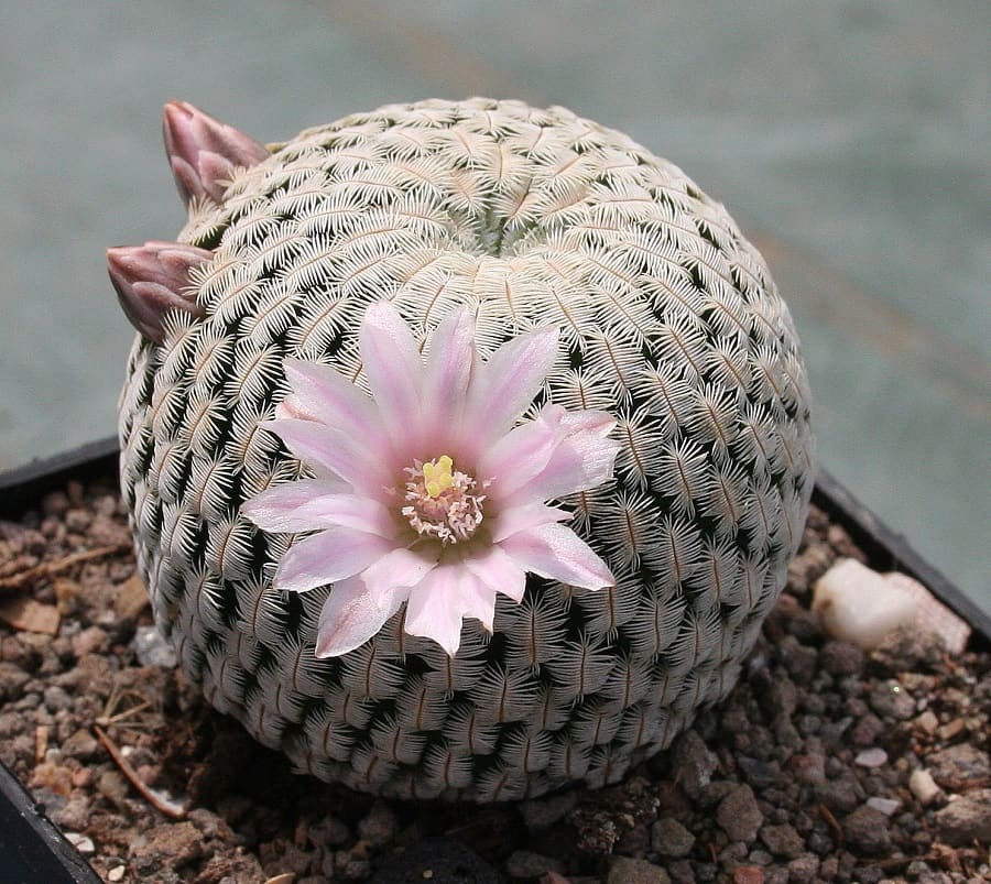 mammillaria pectinifera