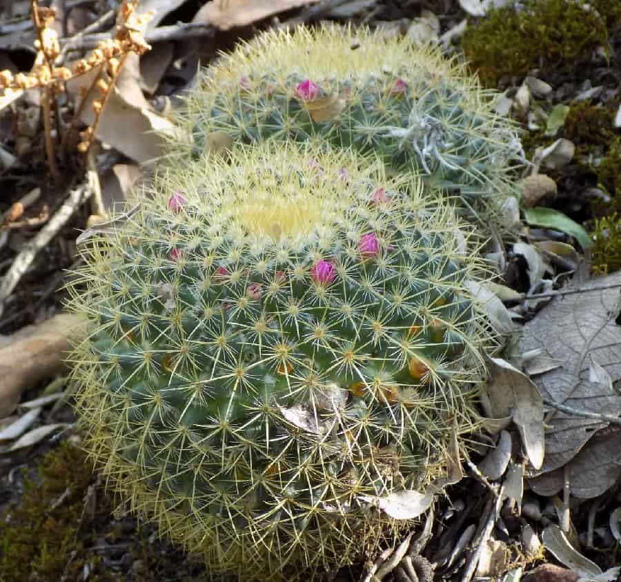mammillaria pringlei