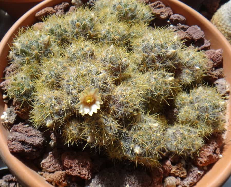 mammillaria prolifera