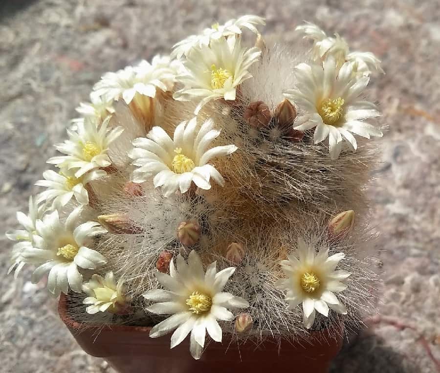 mammillaria schwarzii