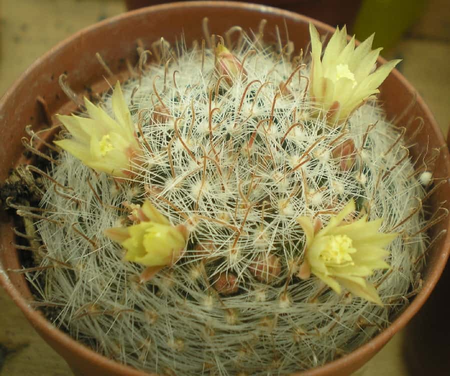 mammillaria wildii