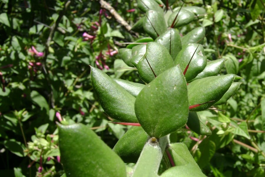 pereskiopsis