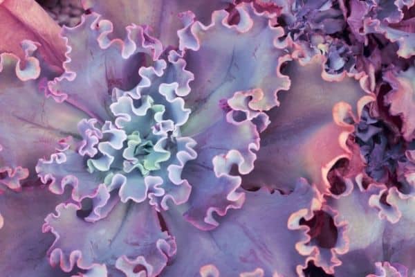 purple succulents