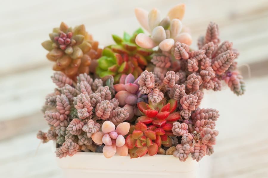 exotic succulent plants