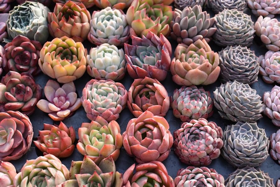 rare succulents plants