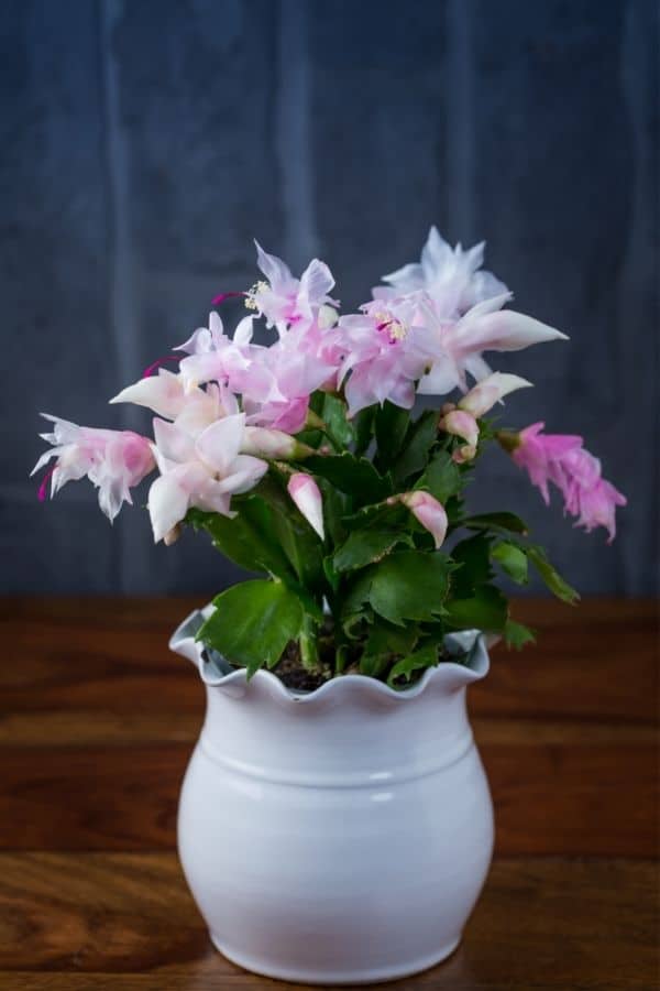 schlumbergera plants in pot