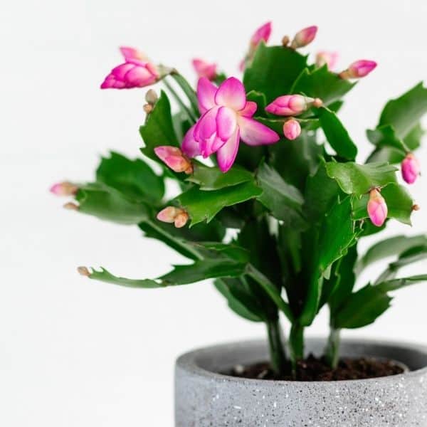 schlumbergera truncata