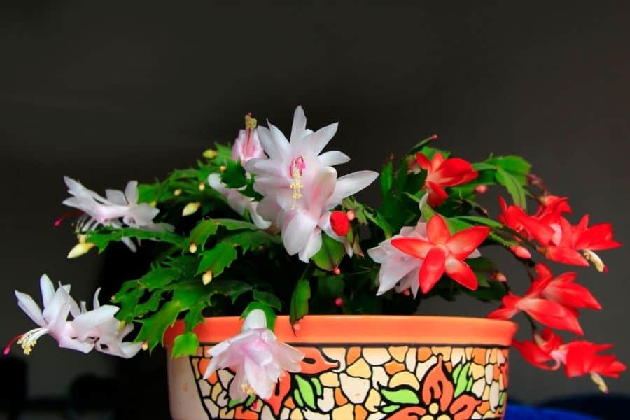 schlumbergera