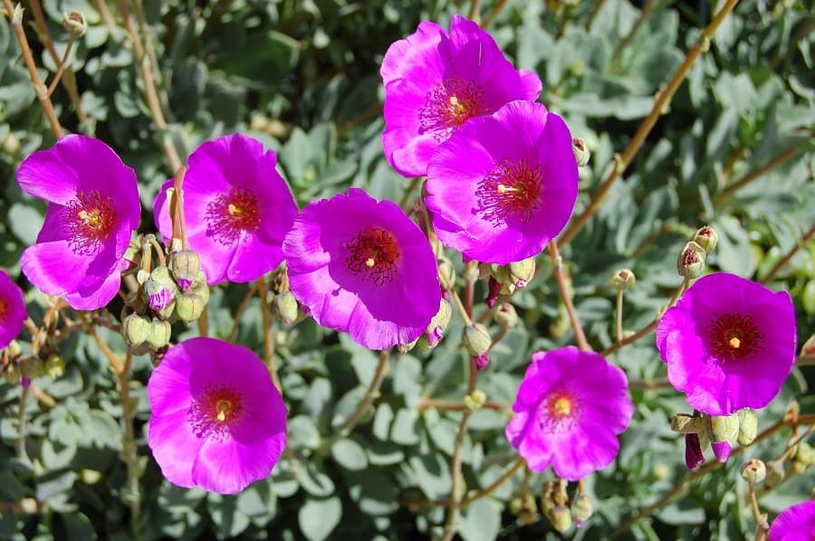 calandrinia