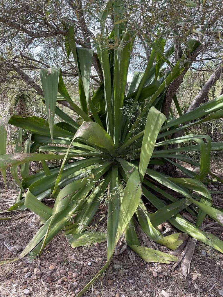 Furcraea foetida