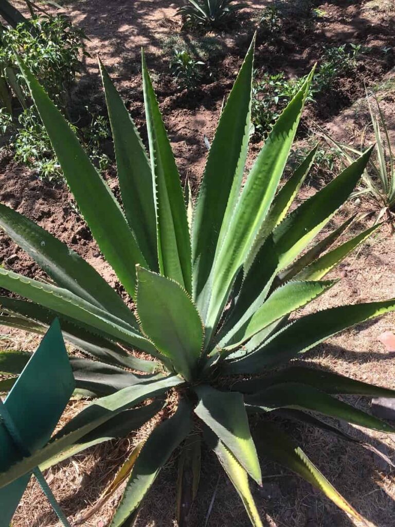 Furcraea guerrerensis