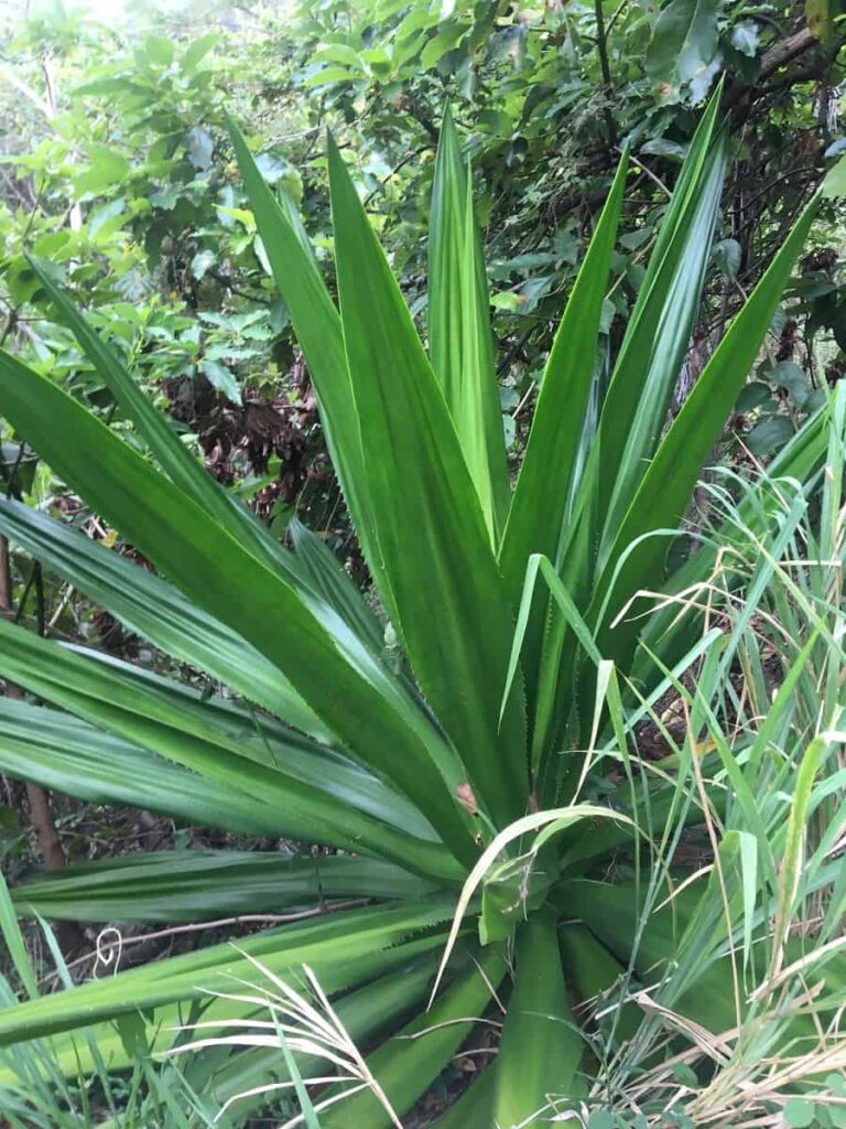Furcraea tuberosa