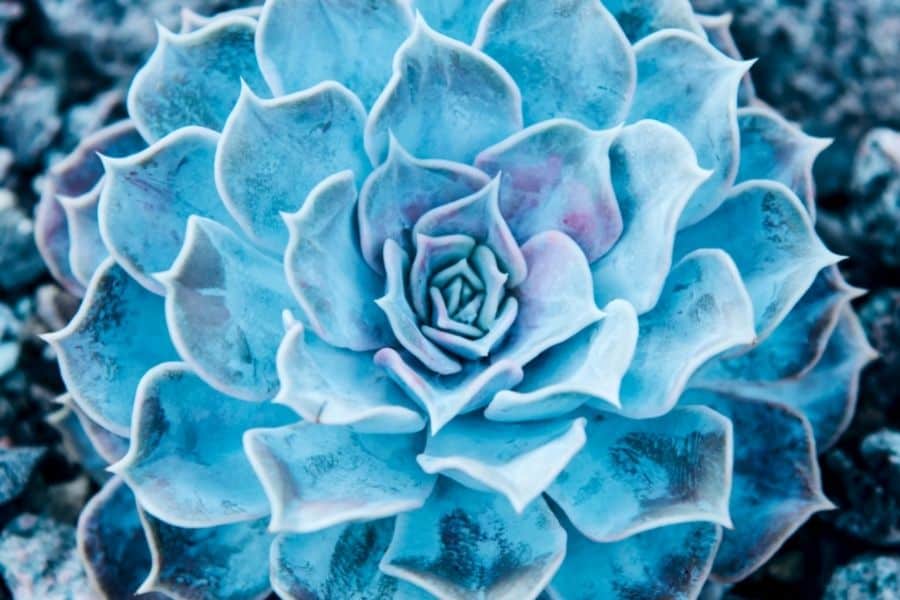 blue succulent plants