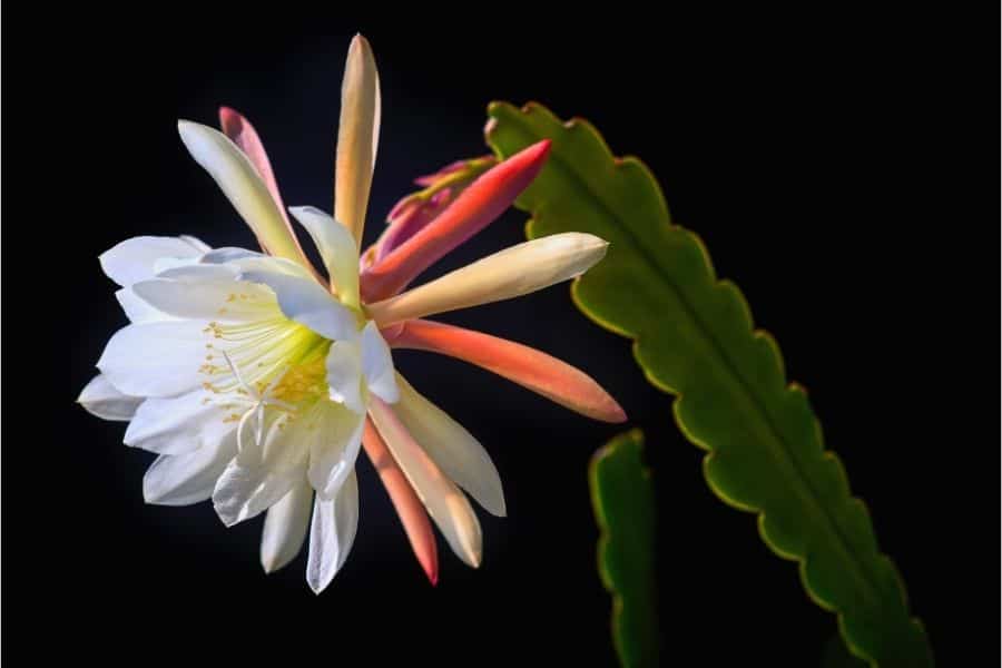 epiphyllum