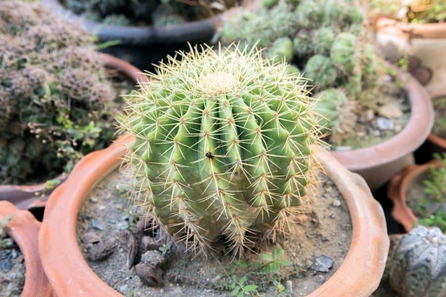 how do I repot melocactus