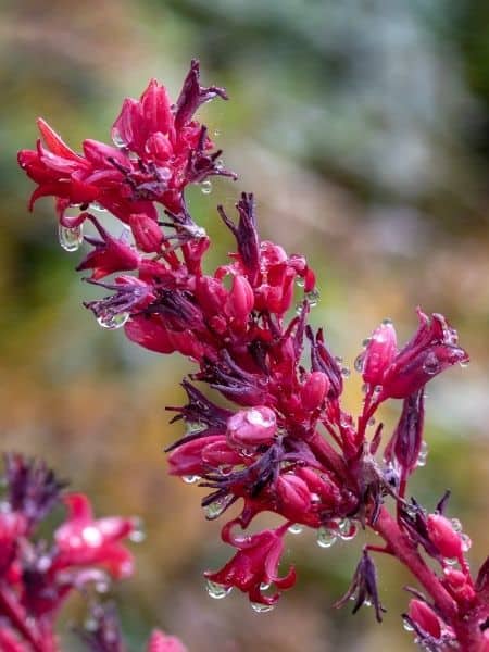 how do you get hesperaloe to bloom