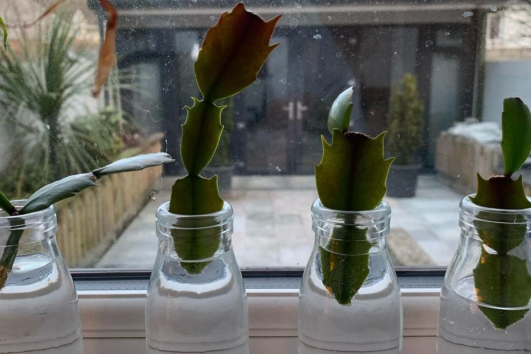 propagating Christmas cactus in water