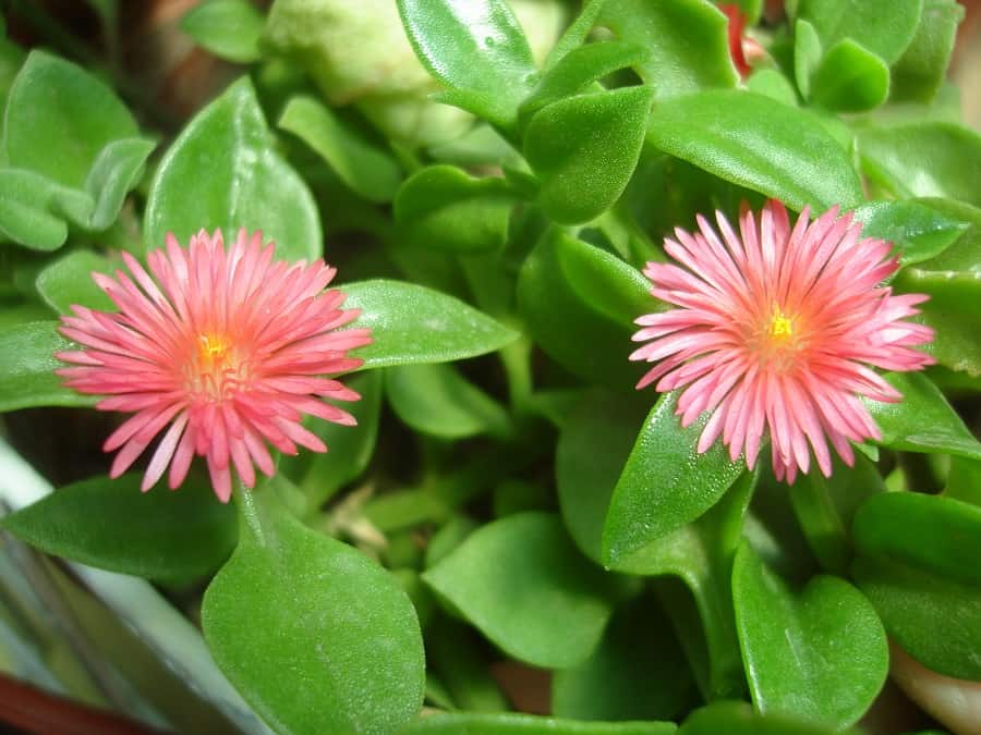 Aptenia cordifolia
