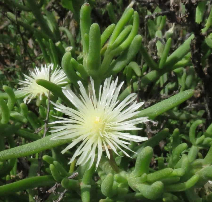 Aptenia geniculiflora