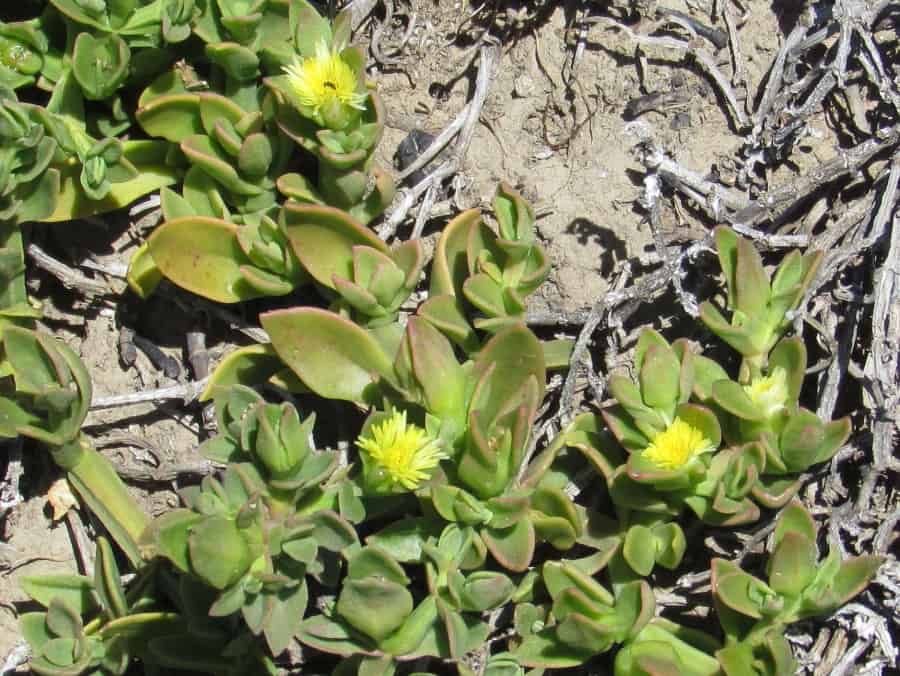 Aptenia haeckeliana